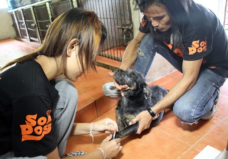 sdf_newsletter_may_2013_50000th_dog_with_two_thai_helpersIMG_6202