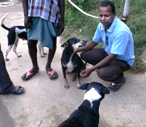 Mr. Bijaya, of APOWA, with neighborhood dogs in  Singhagaon village.